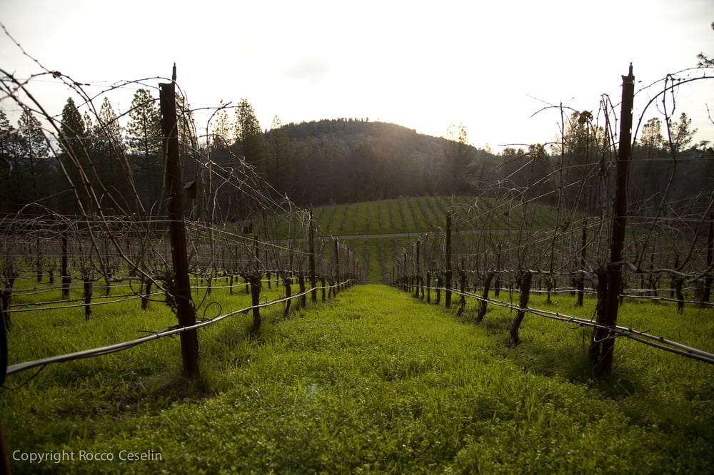 Hawk And Horse Vineyard- lower lake